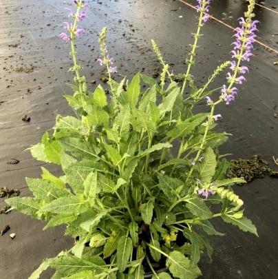 Salvia x sylvestris 'Mainacht’  - May Night Wood Sage - Image 3