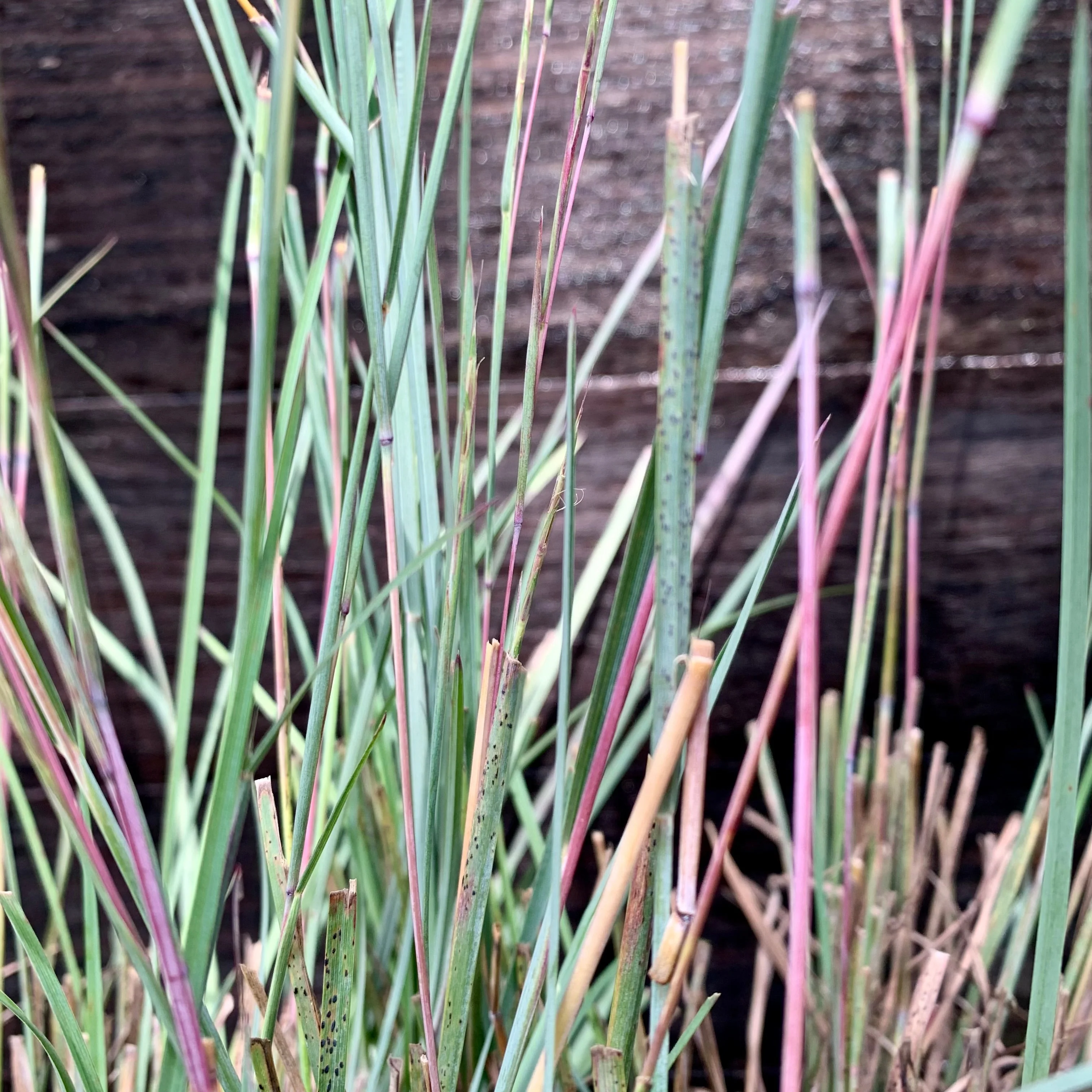 Grass, The Blues Little Bluestem - Image 3