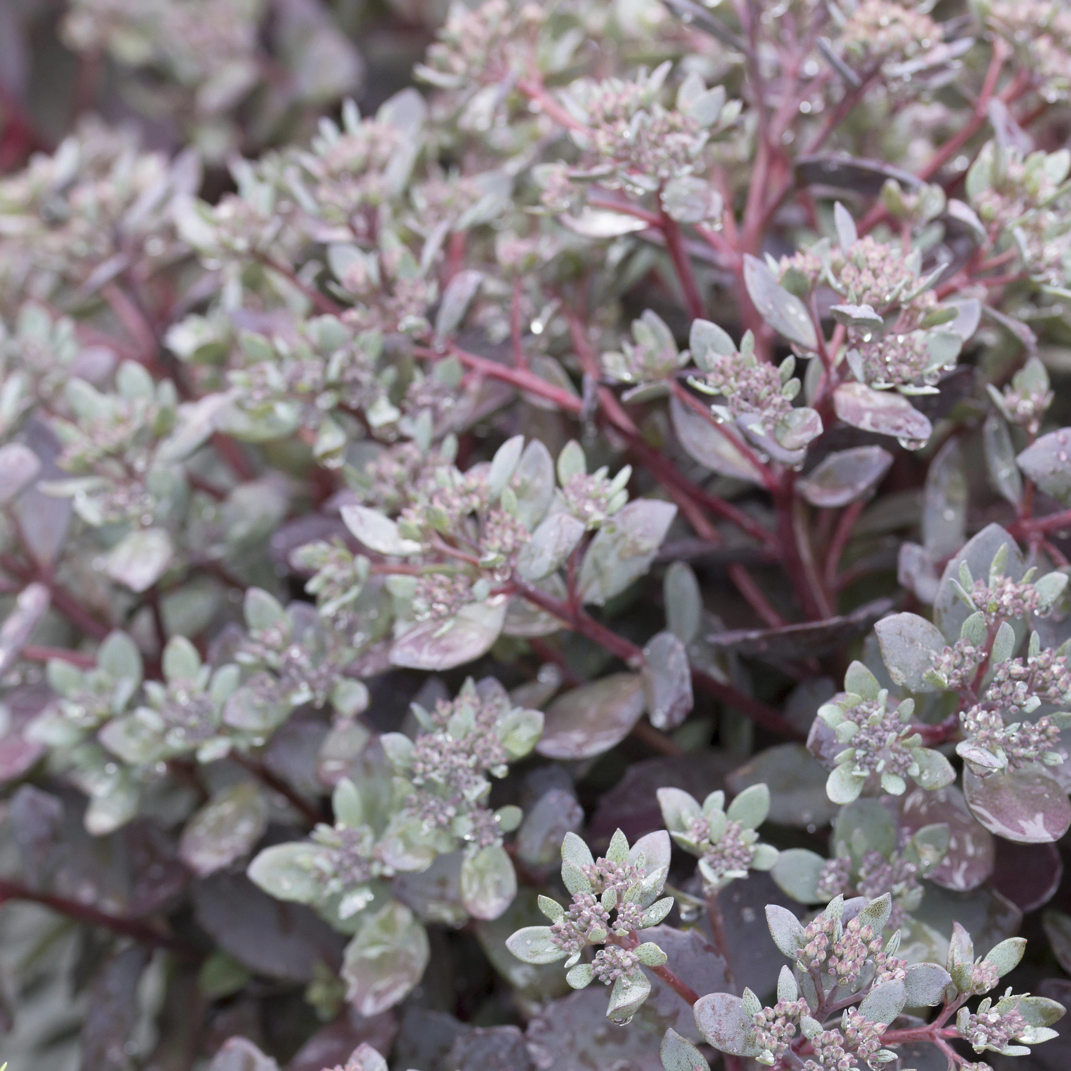 Sedum 'Dazzleberry' - SunSparkler® Dazzleberry Sedum