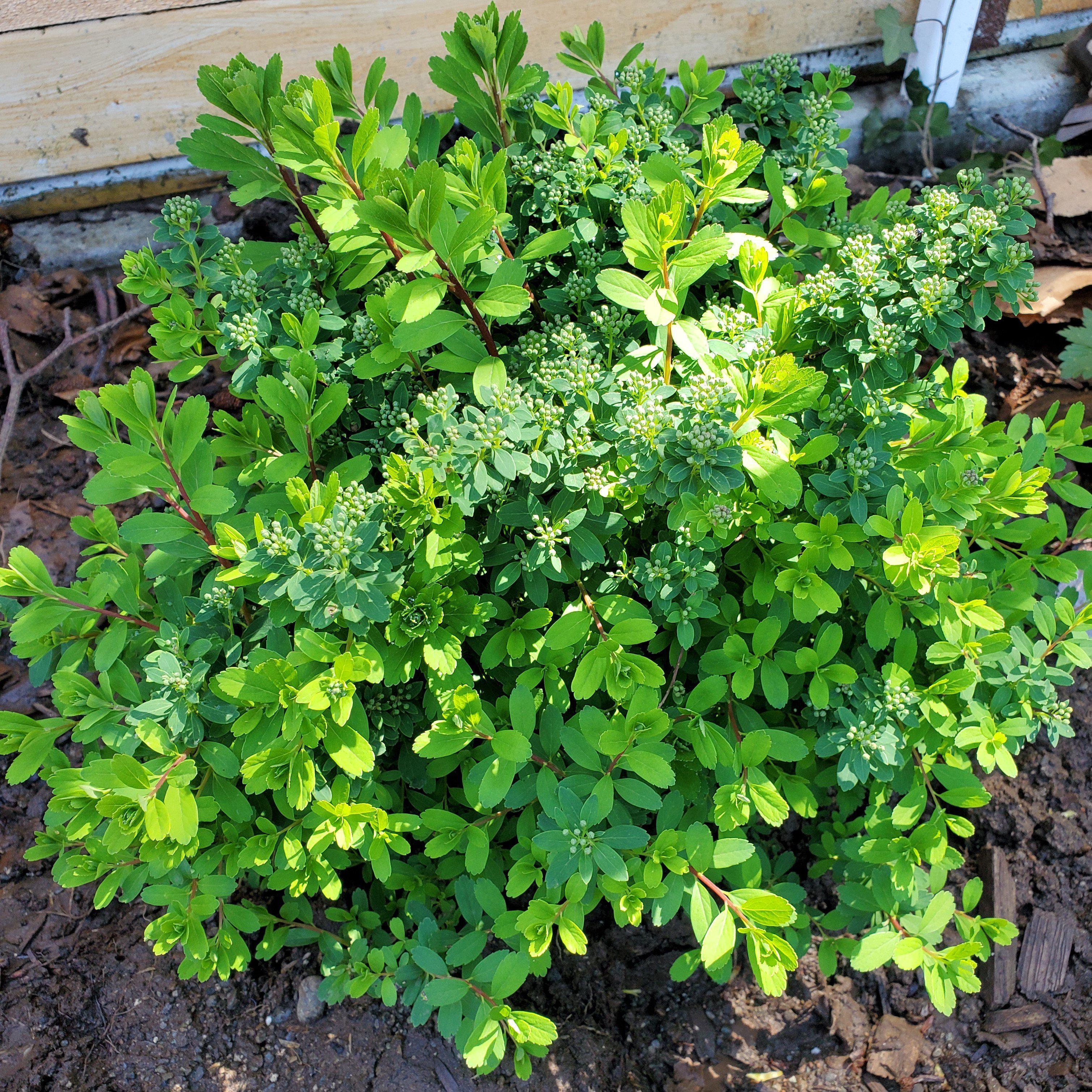 Spiraea nipponica 'Snowmound' - Snowmound Spirea - Image 3
