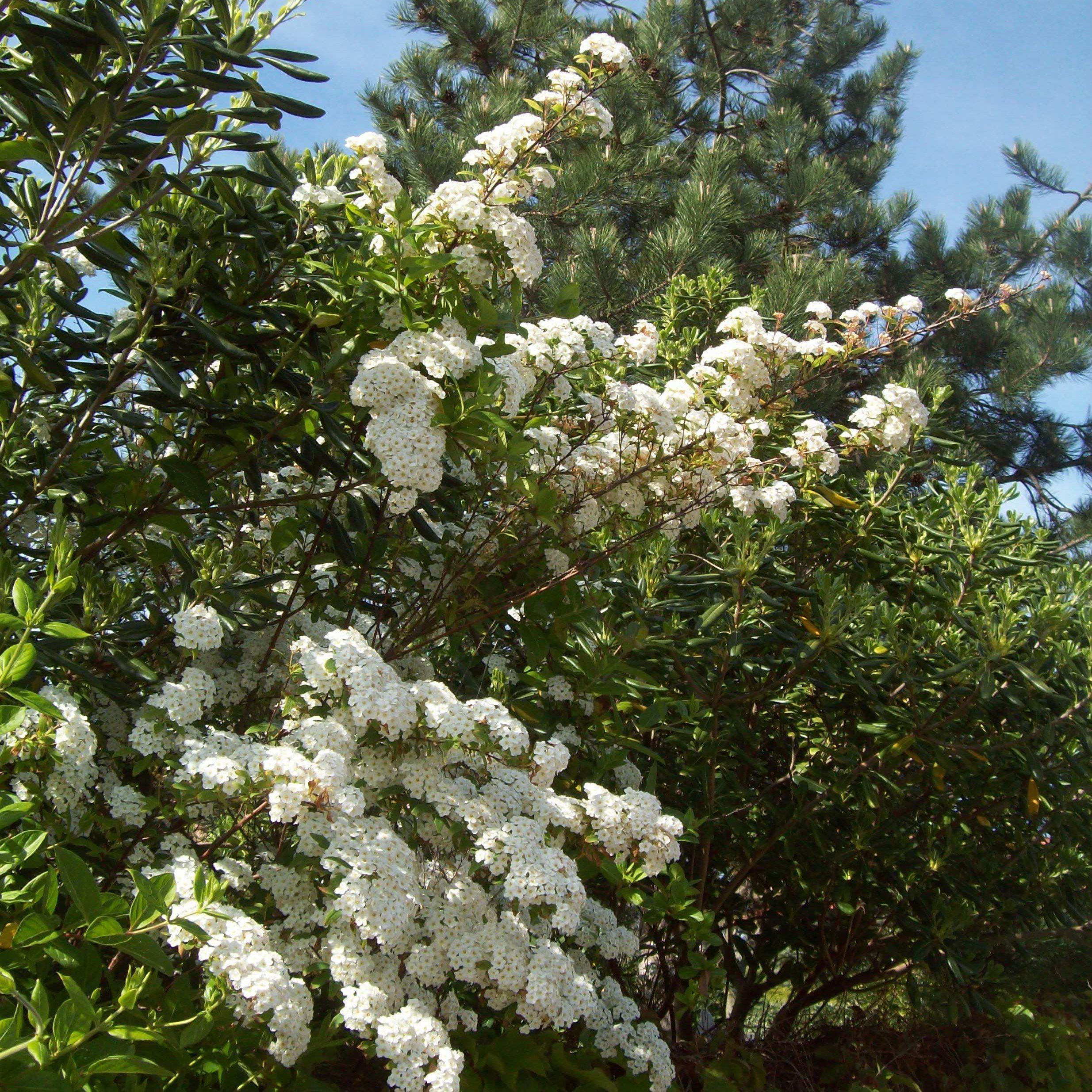 Spiraea nipponica 'Snowmound' - Snowmound Spirea - Image 4