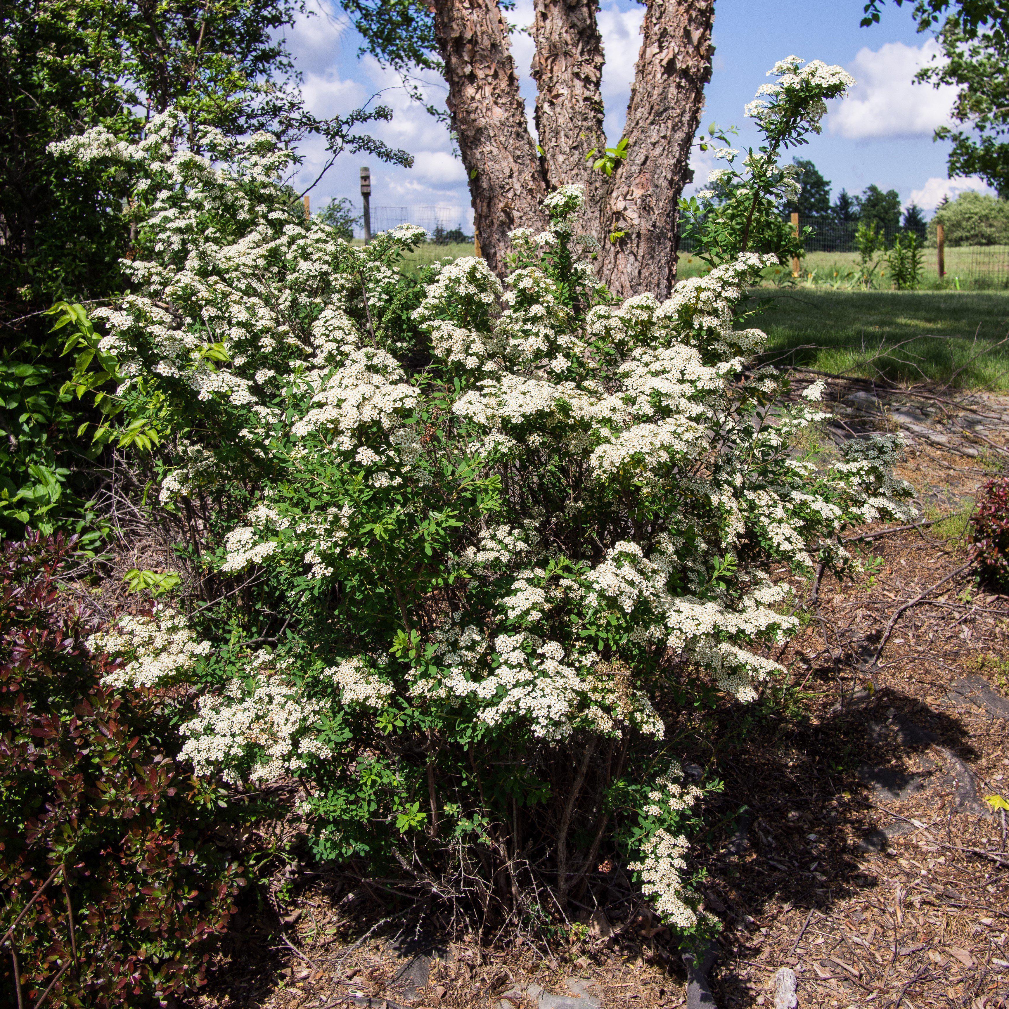Spiraea nipponica 'Snowmound' - Snowmound Spirea - Image 5