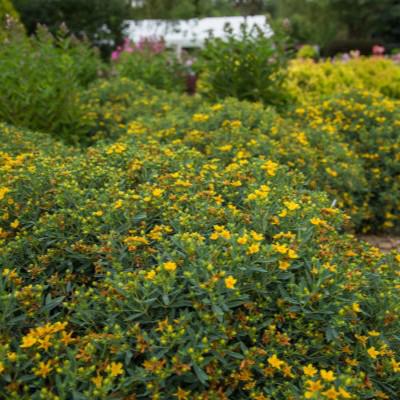 Hypericum kalmianum 'PIIHYP-I'  - First Editions® Cobalt-n-Gold™ St. John's Wort - Image 3