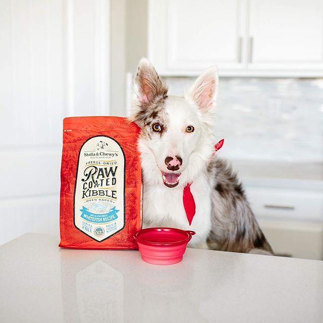 Stella & Chewy's Wild-Caught Whitefish Raw Coated Kibble - Image 4