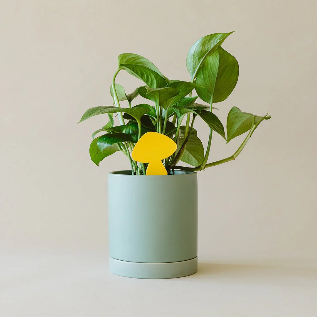 Sticky Traps for Plant Pests - Image 3