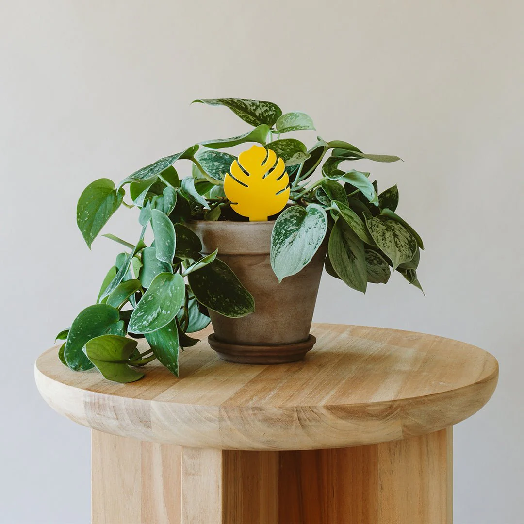 Sticky Traps for Plant Pests - Image 7