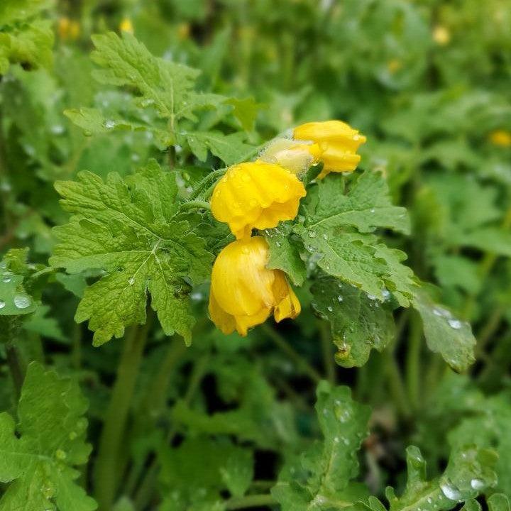 Stylophorum diphyllum - Celandine Poppy
