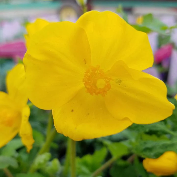 Stylophorum diphyllum - Celandine Poppy - Image 2