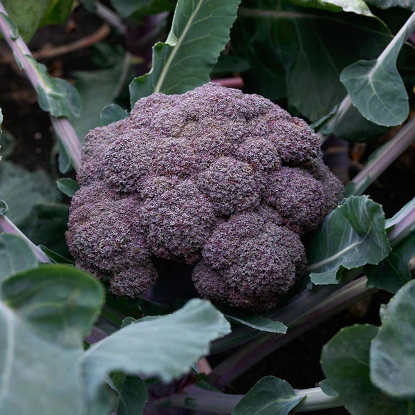 Organic Broccoli Plant, Purple Magic - 4 pack