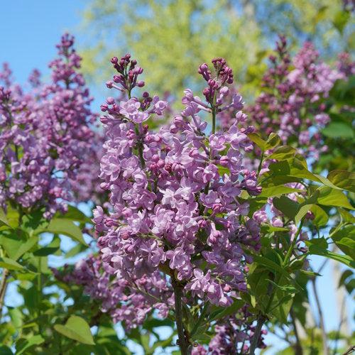 Syringa x hyacinthiflora 'SMNSHBBL'  - Scentara® Double Blue Lilac - Image 4
