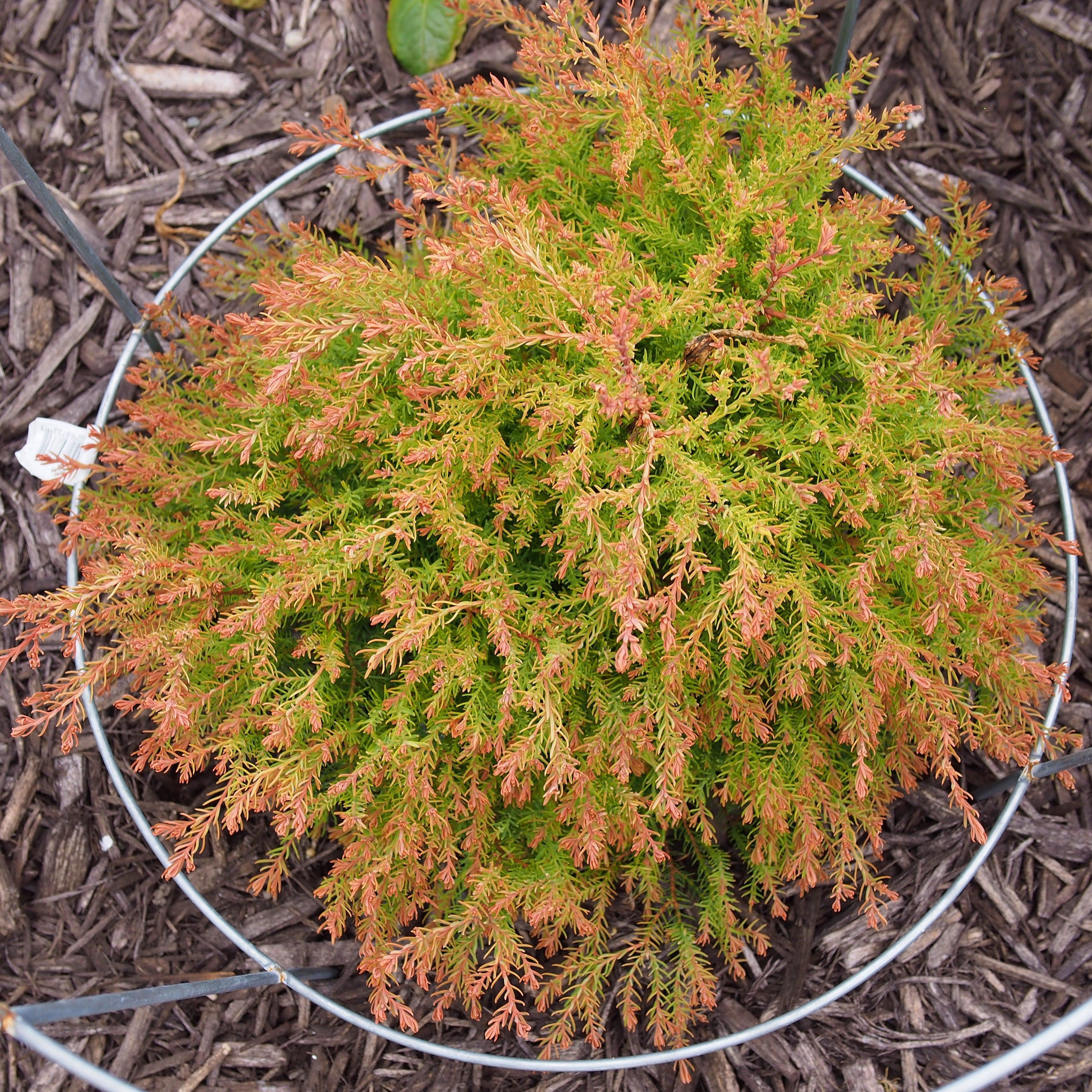 Arborvitae, Fire Chief™ Globe Arborvitae - Image 4