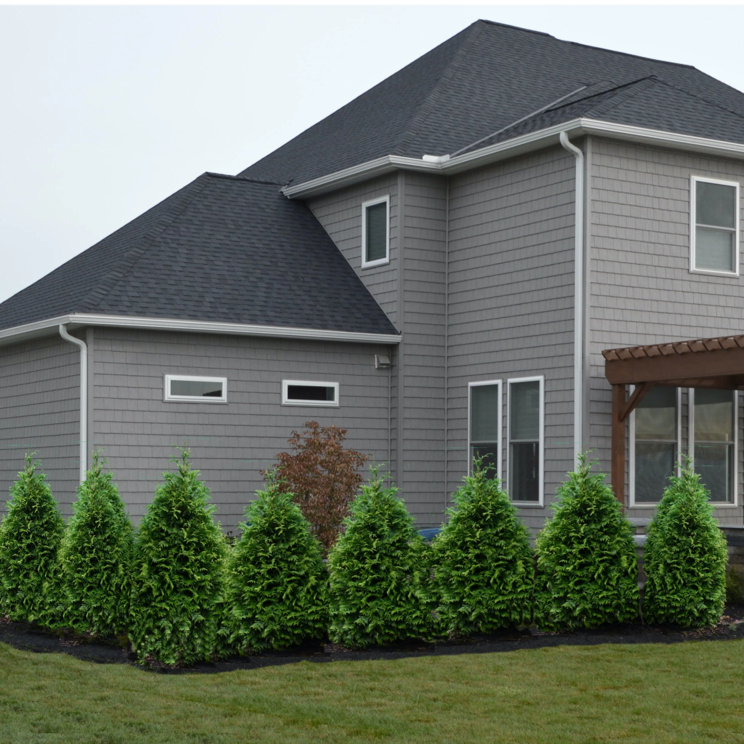 Arborvitae, Junior Giant Arborvitae - Image 5