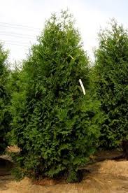 Best Shrubs for Hedging