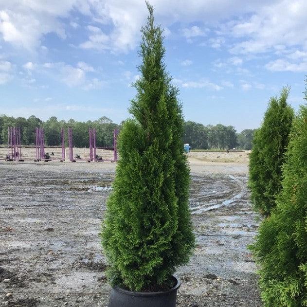 Arborvitae, Emerald Green Arborvitae - Image 6