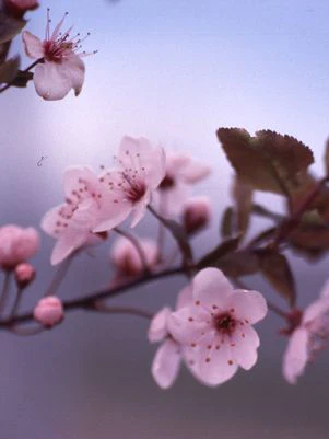 Plum, Thundercloud Flowering Plum
