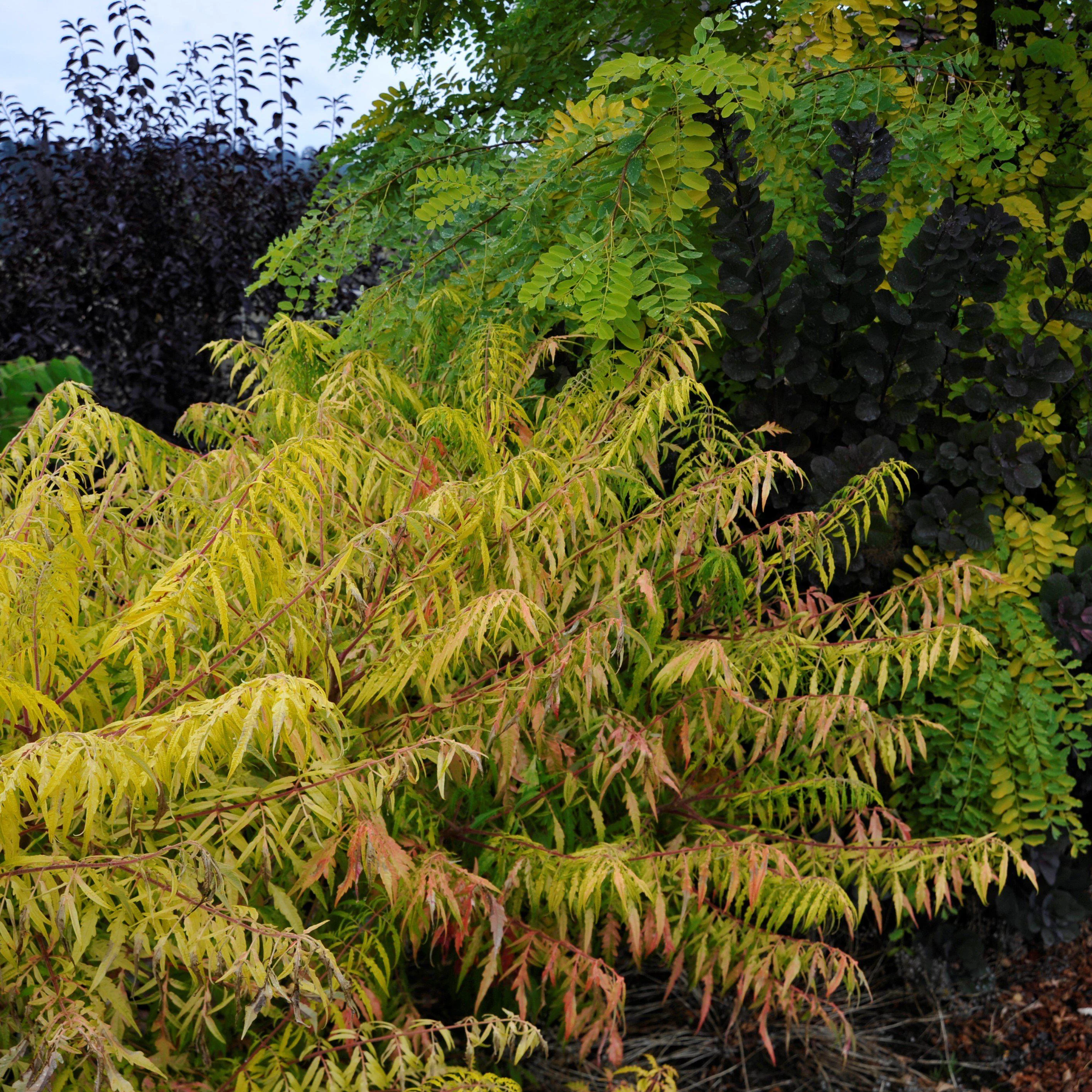 Rhus typhina 'Bailtiger'  - First Editions® Tiger Eyes Staghorn Sumac - Image 3