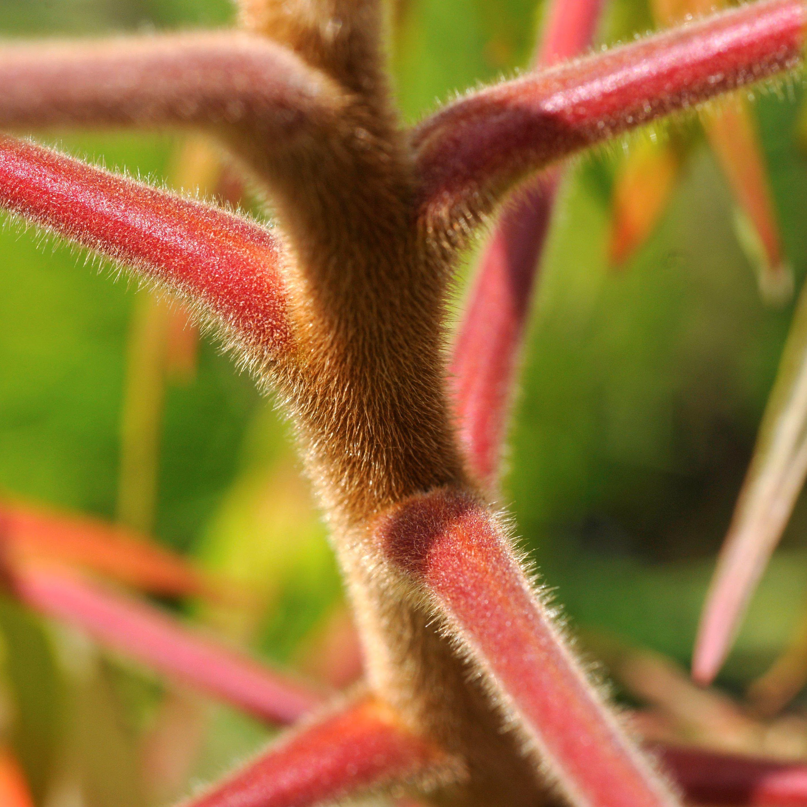 Rhus typhina 'Bailtiger'  - First Editions® Tiger Eyes Staghorn Sumac - Image 4