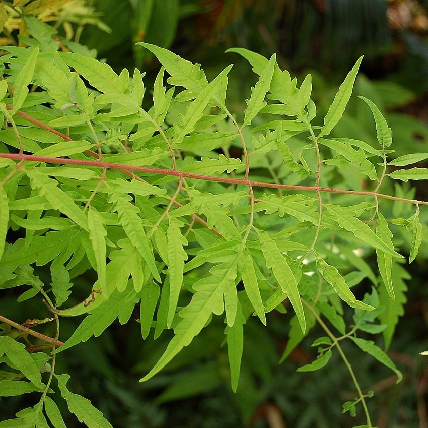 Rhus typhina 'Bailtiger'  - First Editions® Tiger Eyes Staghorn Sumac - Image 5