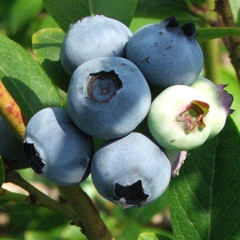 Vaccinium corymbosum 'Jersey'  - Jersey Highbush Blueberry - Image 2