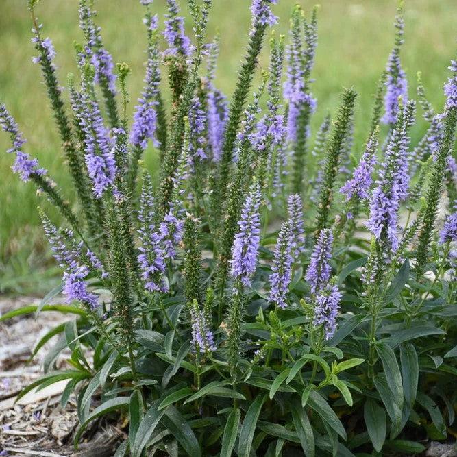 Veronica 'Ever After' - PW® Magic Show® Ever After Veronica - Image 4