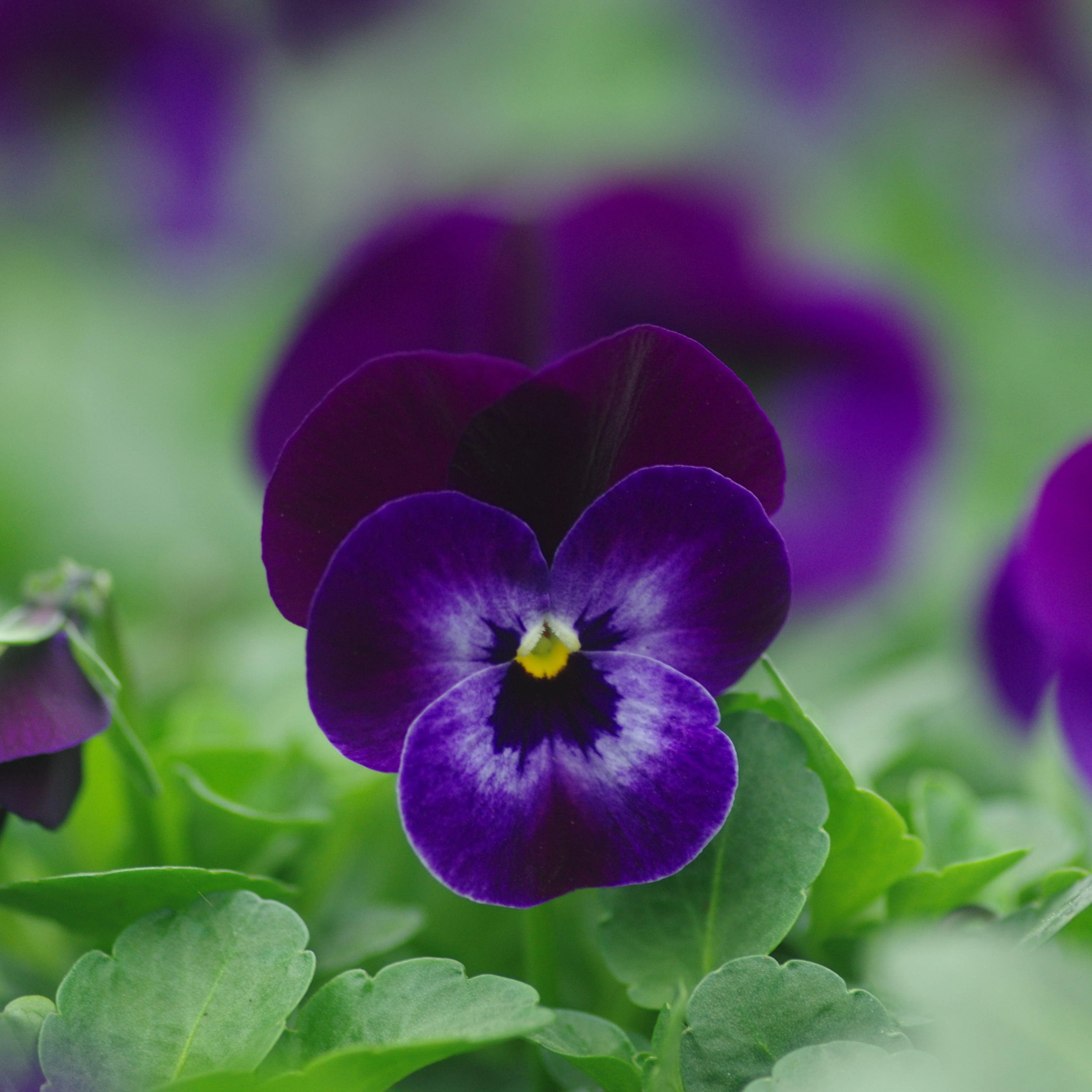 Viola cornuta 'Penny Denim Jump Up'  - Penny™ Denim Jump Up Viola - Image 2