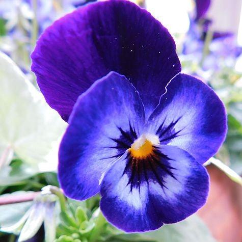 Viola cornuta 'Penny Denim Jump Up'  - Penny™ Denim Jump Up Viola - Image 3
