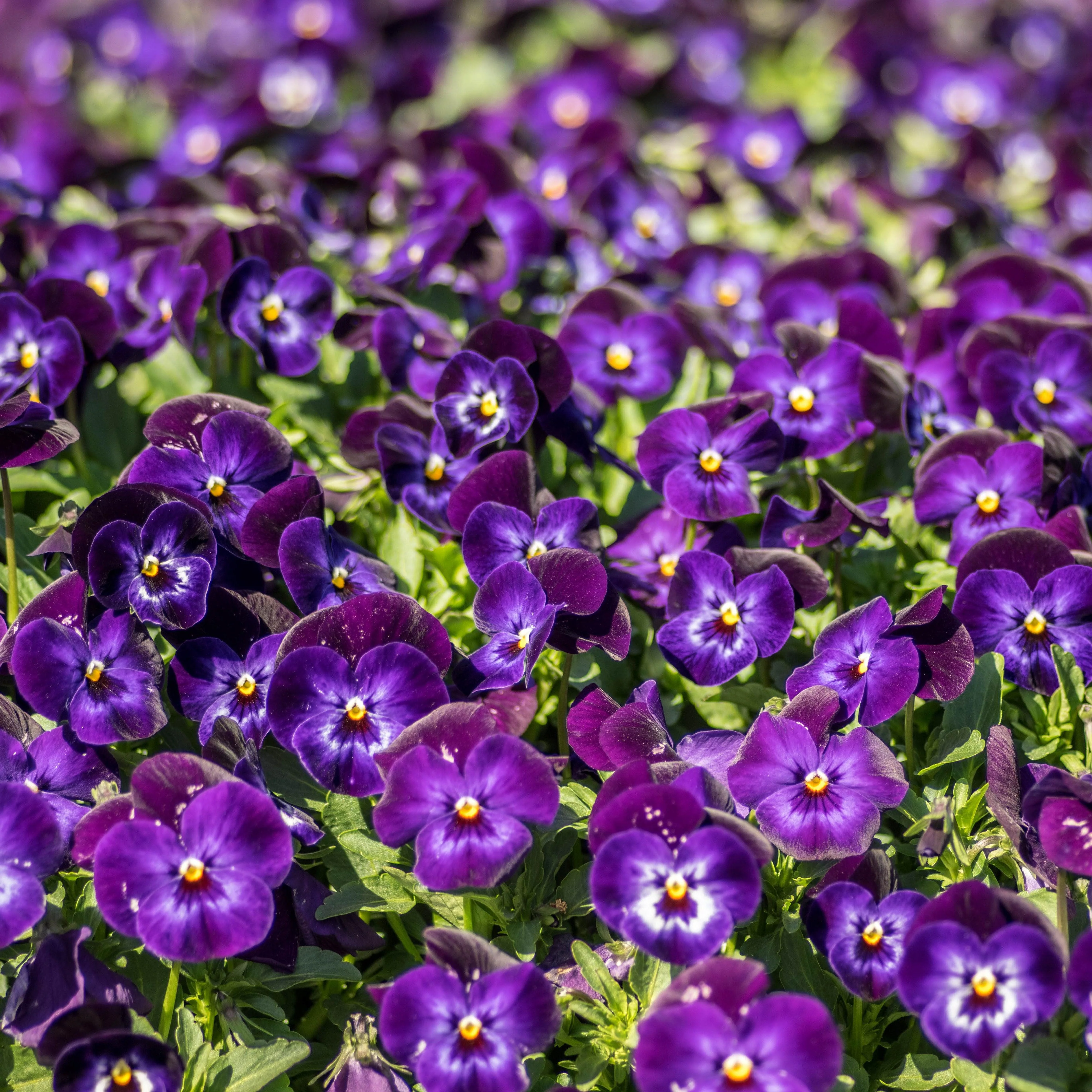 Viola cornuta 'Penny Denim Jump Up'  - Penny™ Denim Jump Up Viola - Image 4