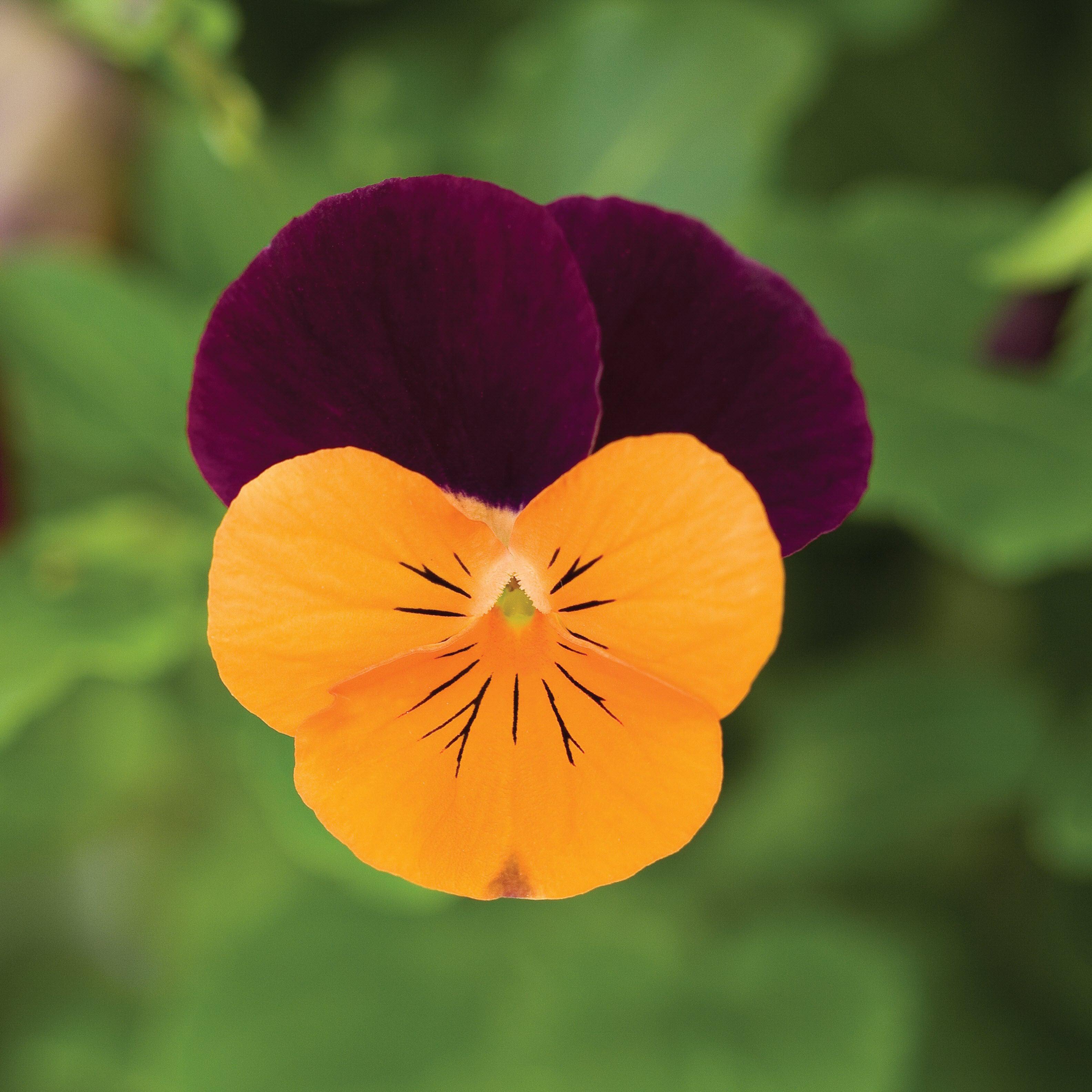 Viola cornuta 'Penny Orange Jump-Up' - Penny™ Orange Jump-Up Viola