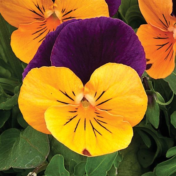 Viola cornuta 'Penny Orange Jump-Up' - Penny™ Orange Jump-Up Viola - Image 2