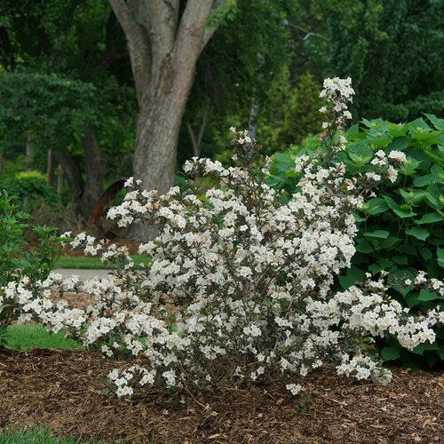Weigela florida 'SMNWFGC'  - Wine & Spirits® Weigela - Image 2