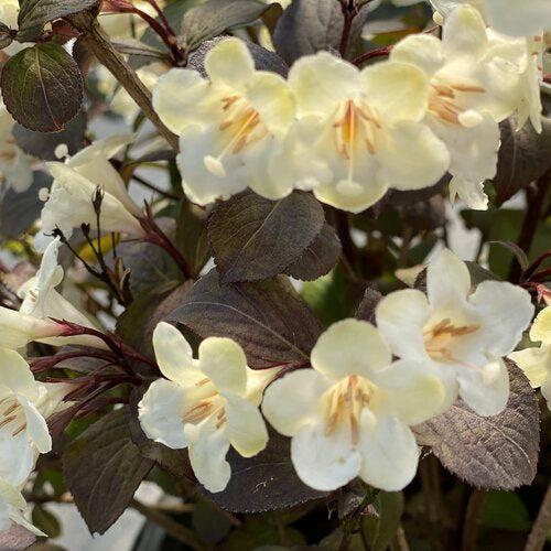 Weigela florida 'SMNWFGC'  - Wine & Spirits® Weigela - Image 3