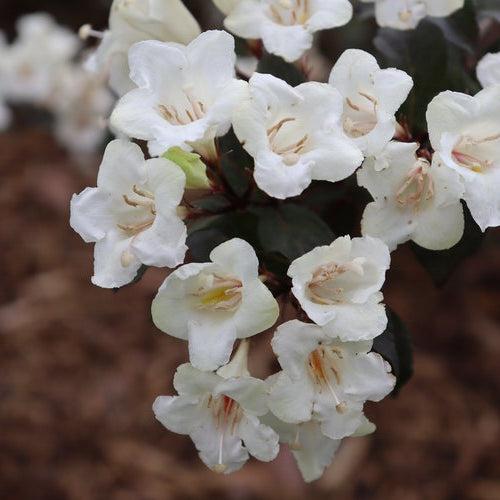 Weigela florida 'SMNWFGC'  - Wine & Spirits® Weigela - Image 4