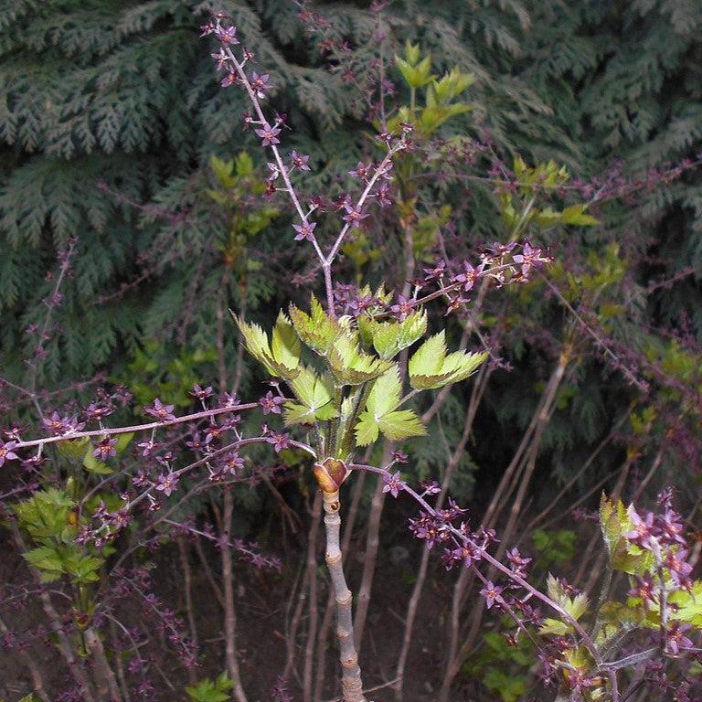 Xanthorhiza simplicissima - Yellowroot - Image 3