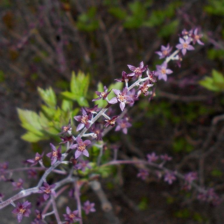Xanthorhiza simplicissima - Yellowroot - Image 4
